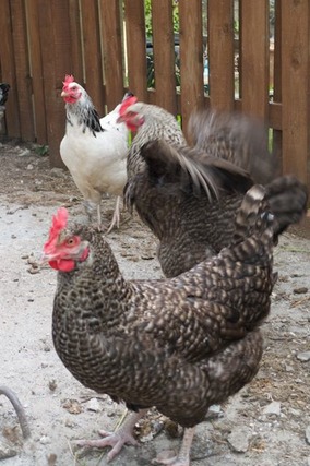 Some of the locals